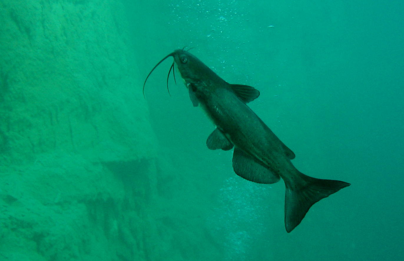 Quarry Catfish
