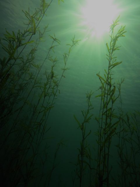 Quarry Vegetation