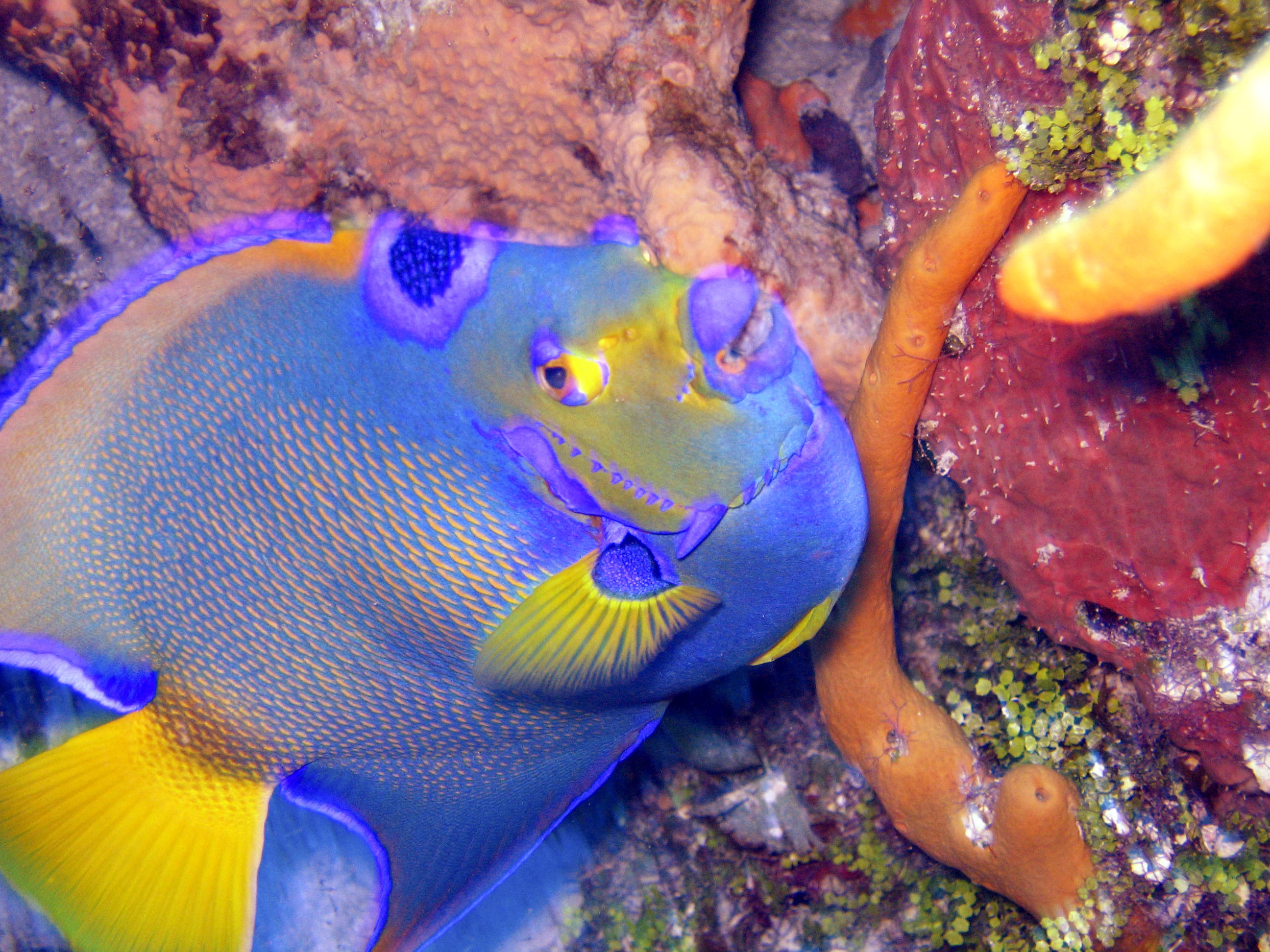 Queen Angel Fish - Cozumel July 2005