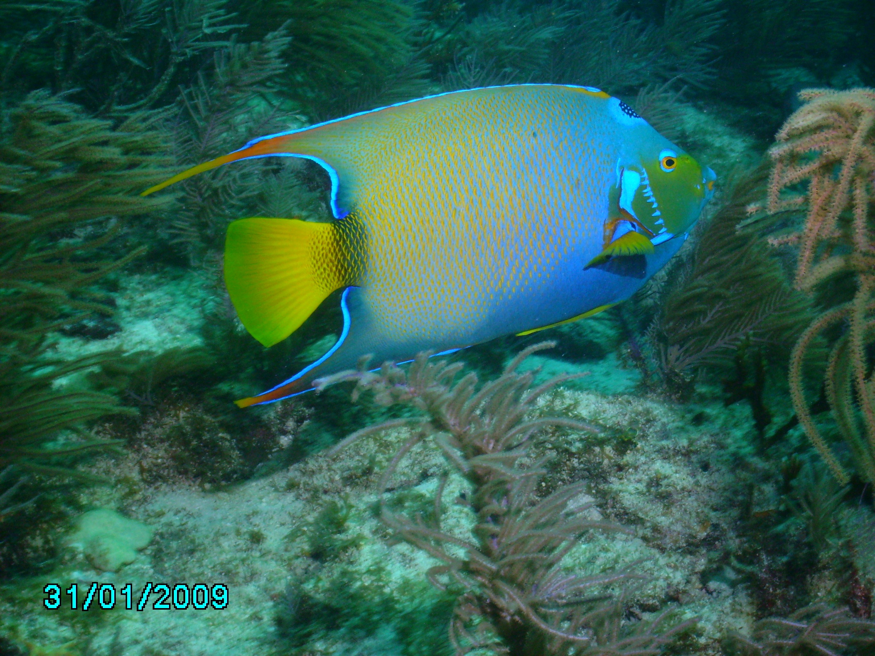 Queen angel fish