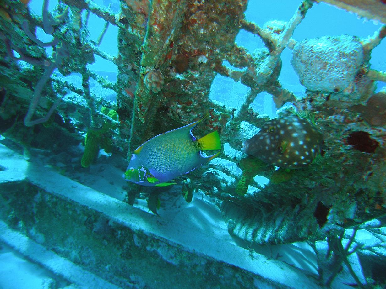 Queen Angelfish and Whitespotted Filefish