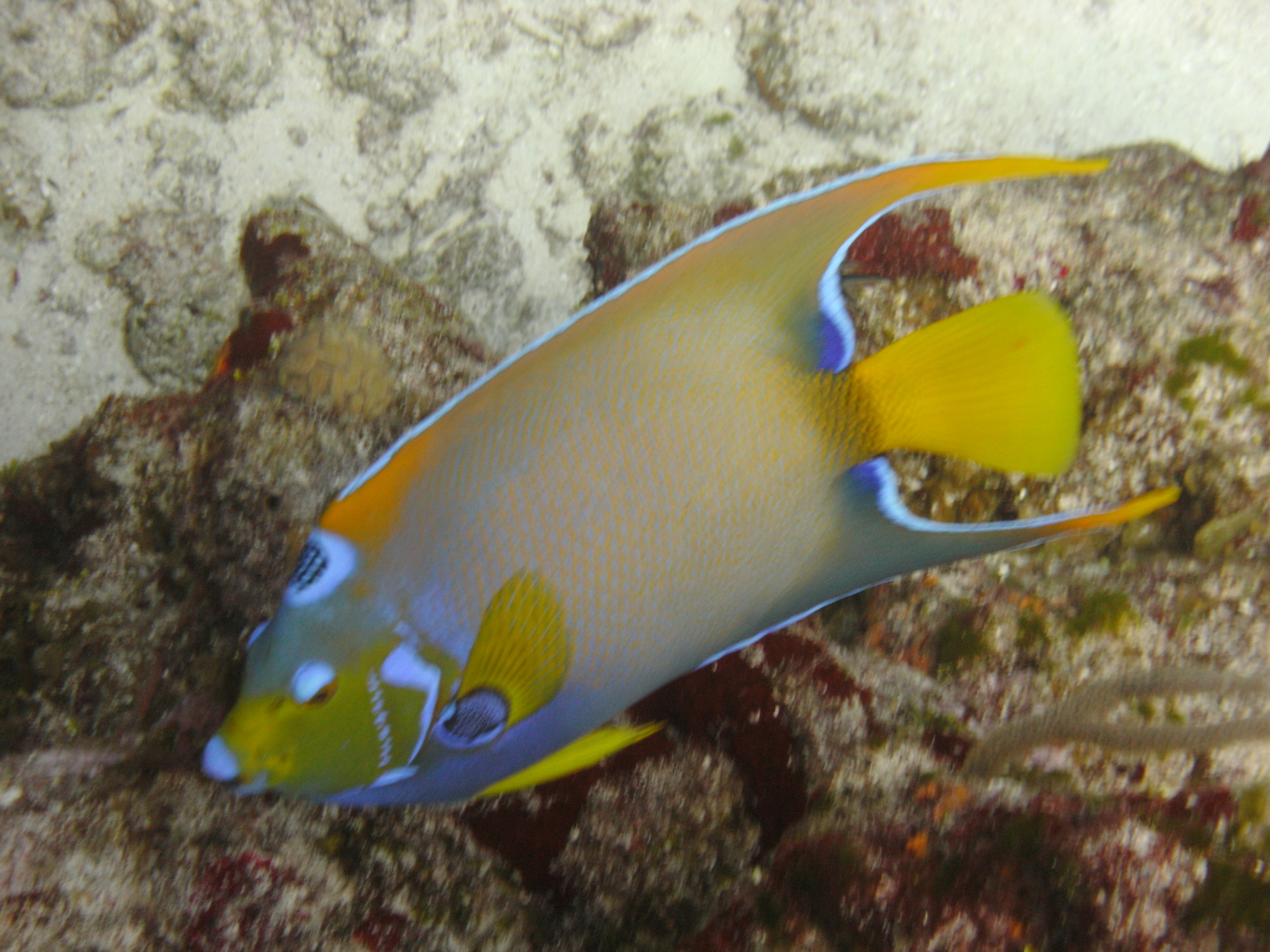 Queen Angelfish (Cozumel 2012)