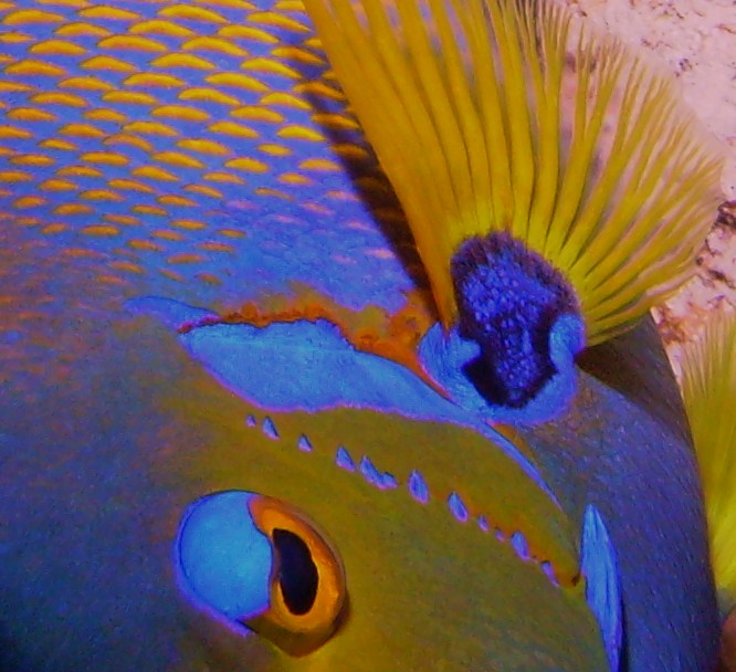 Queen Angelfish eye