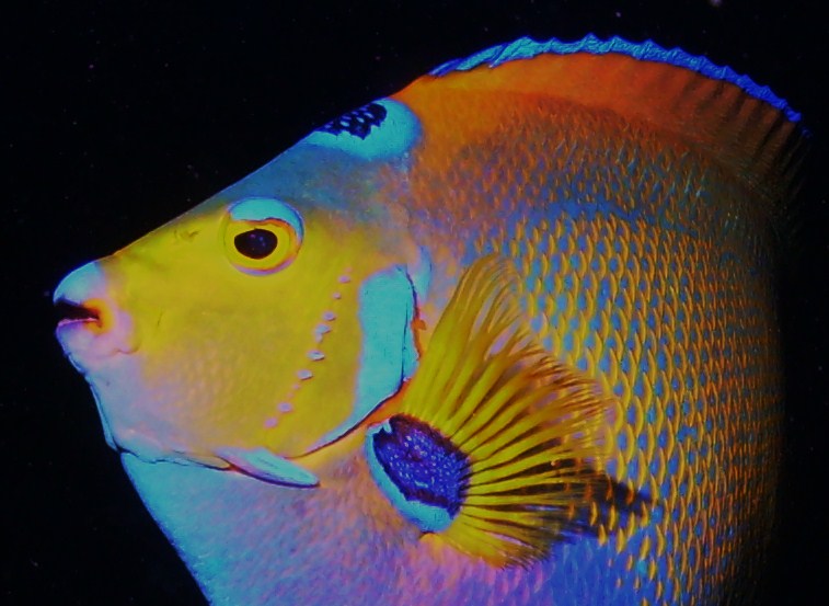 Queen Angelfish face