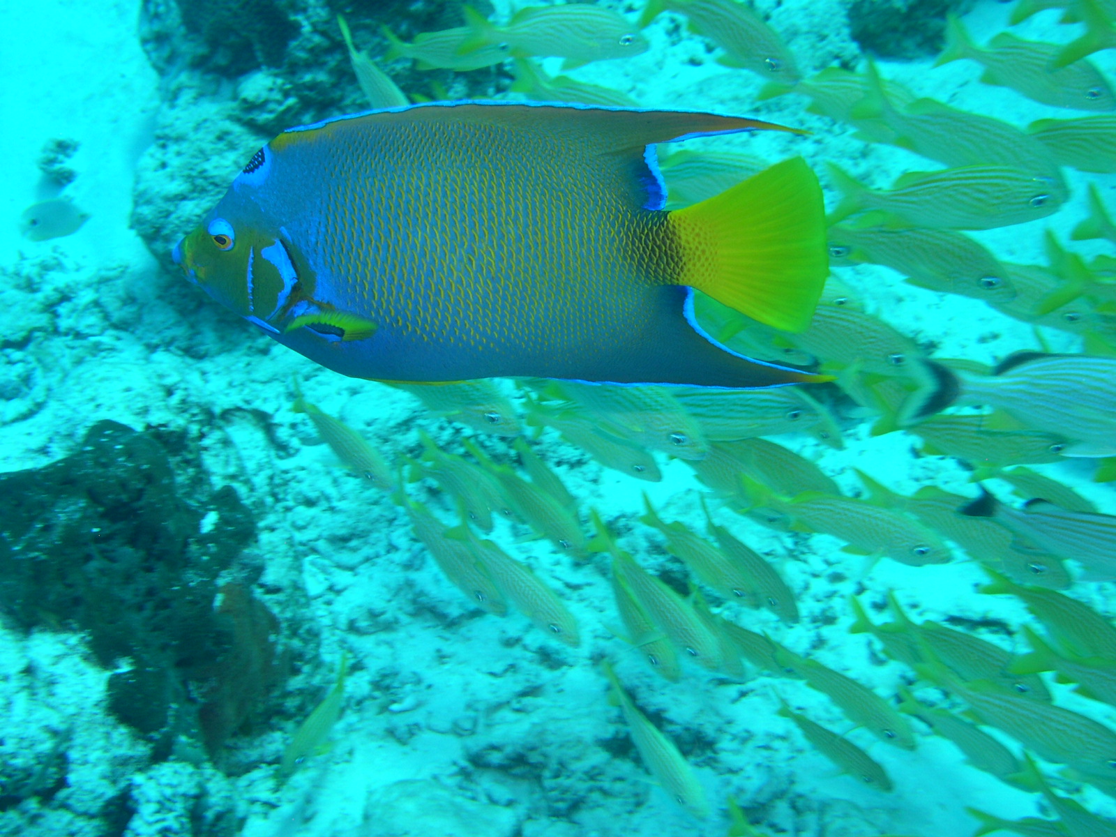 Queen Angelfish & Grunts