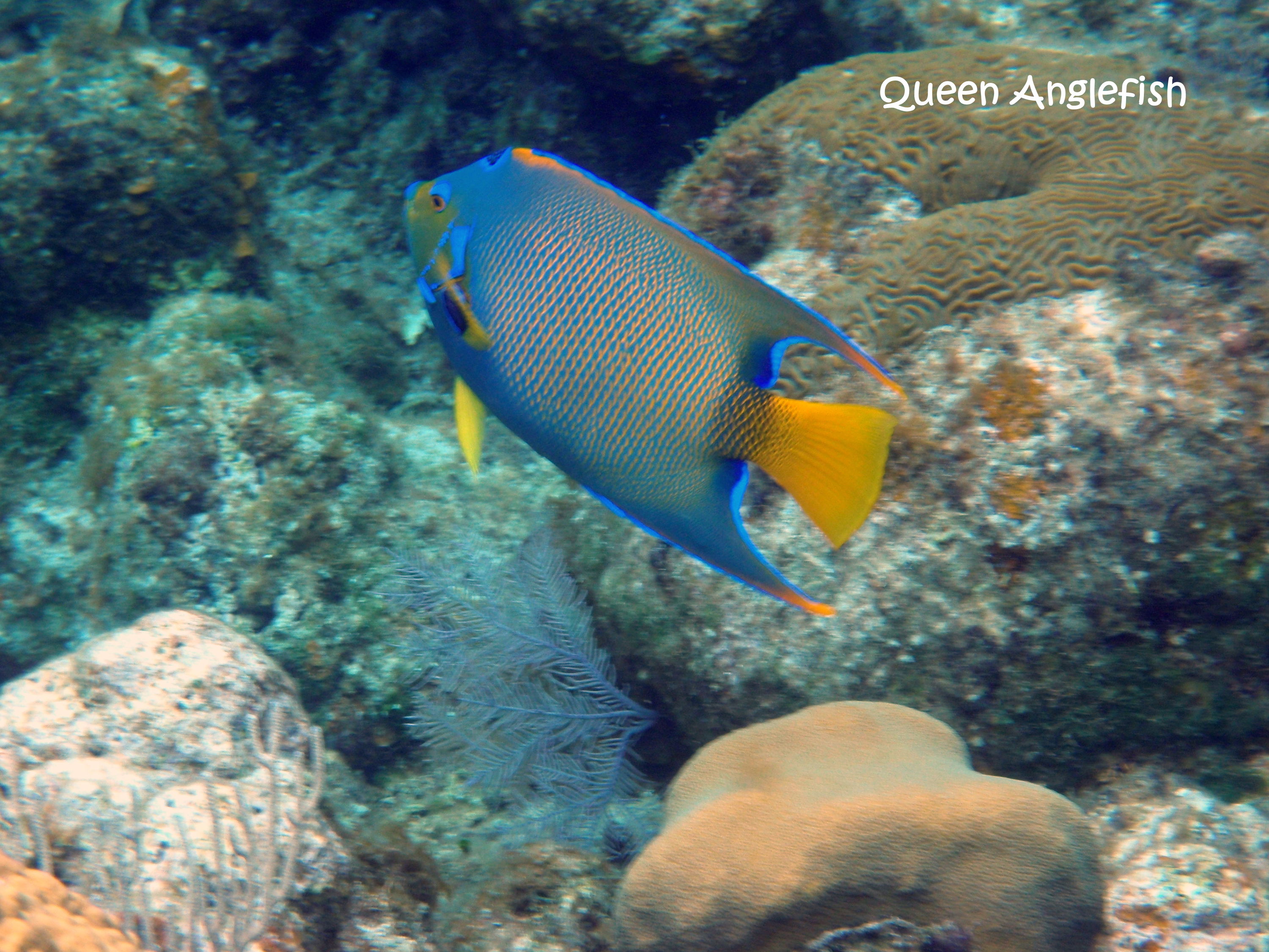 Queen Angelfish- Isla Roatan, Honduras
