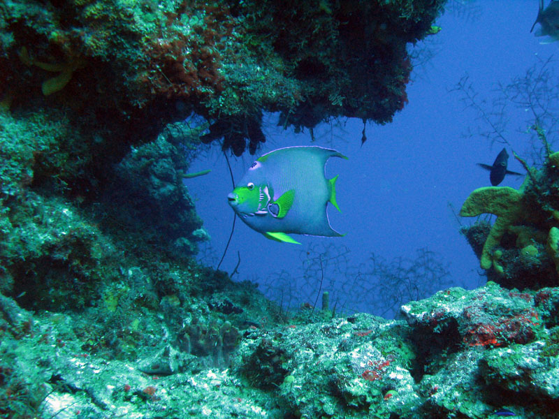 Queen Angelfish on Cozumel Reef