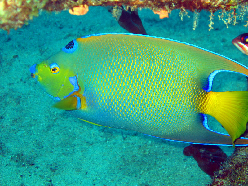 Queen Angelfish