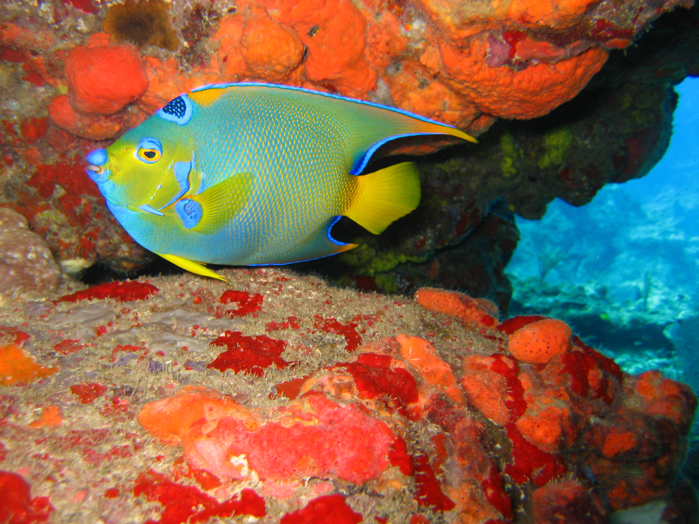 Queen Angelfish