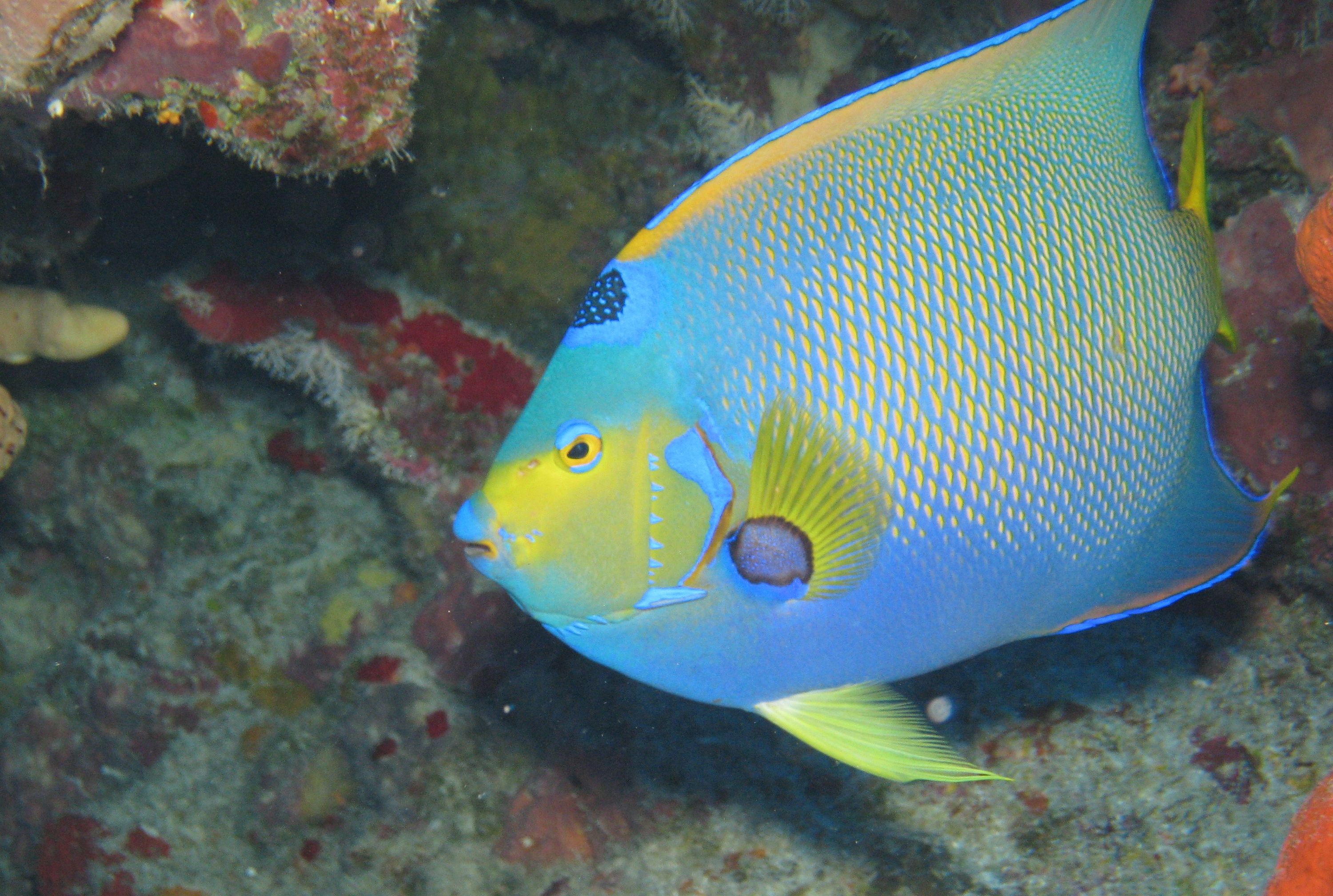 Queen Angelfish