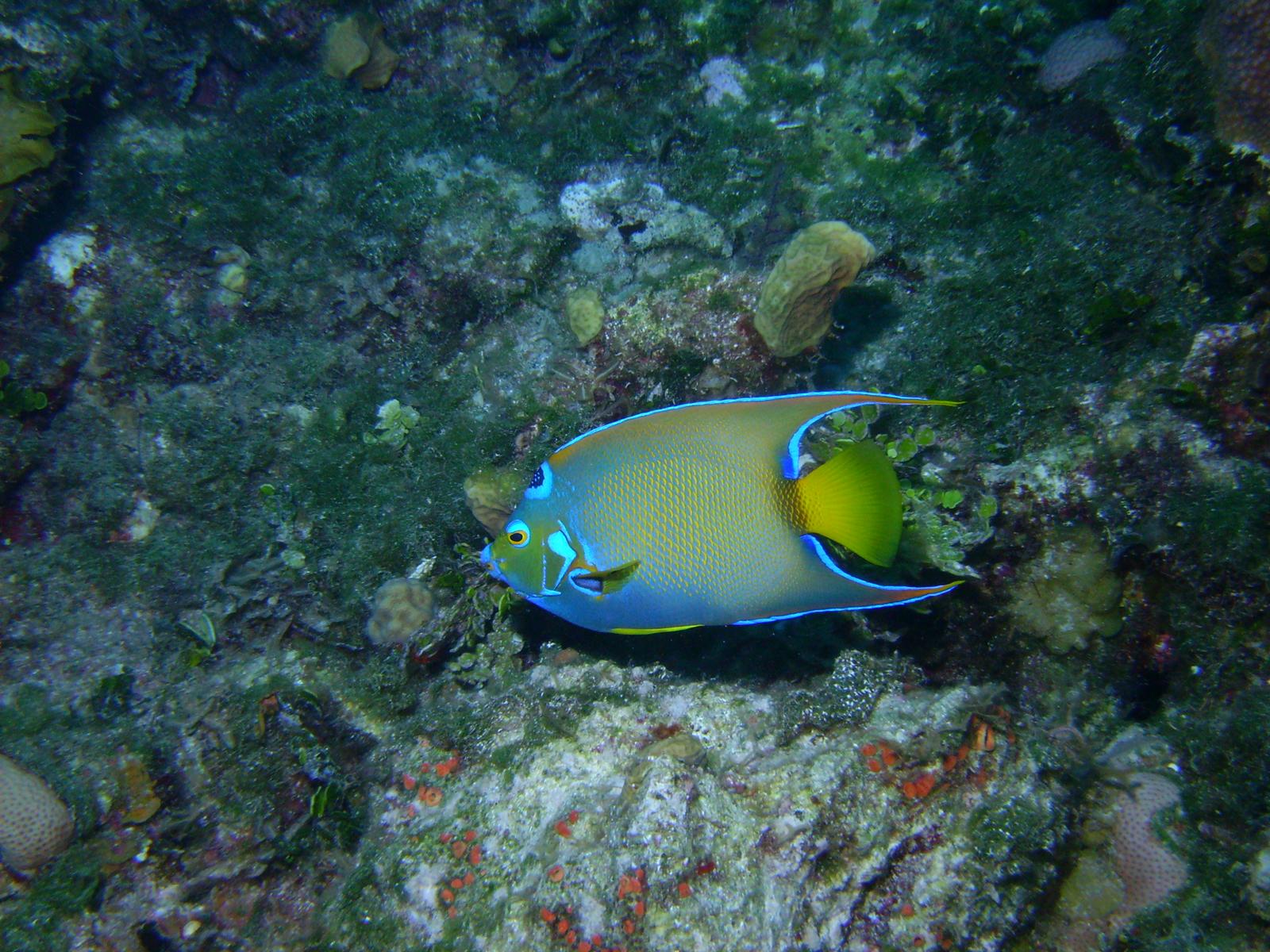 Queen Angelfish