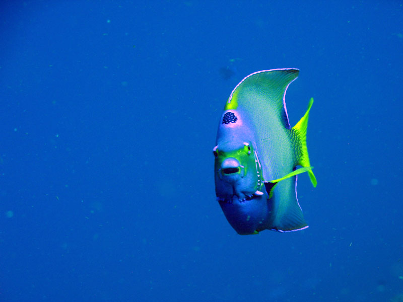 Queen Angelfish