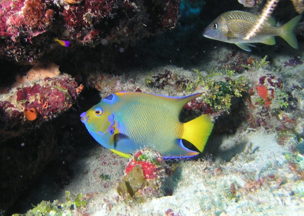 Queen Angelfish