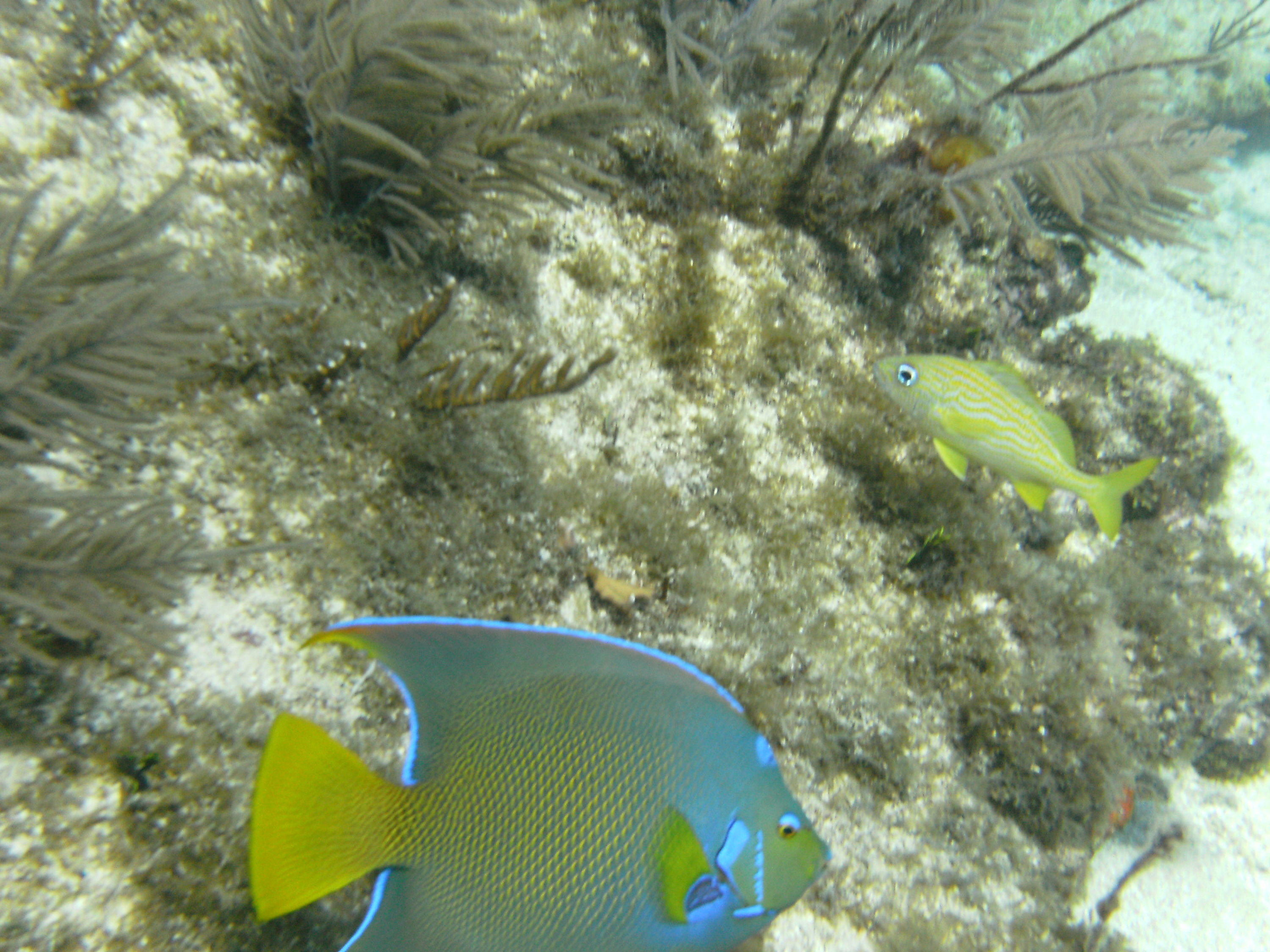 Queen Angelfish