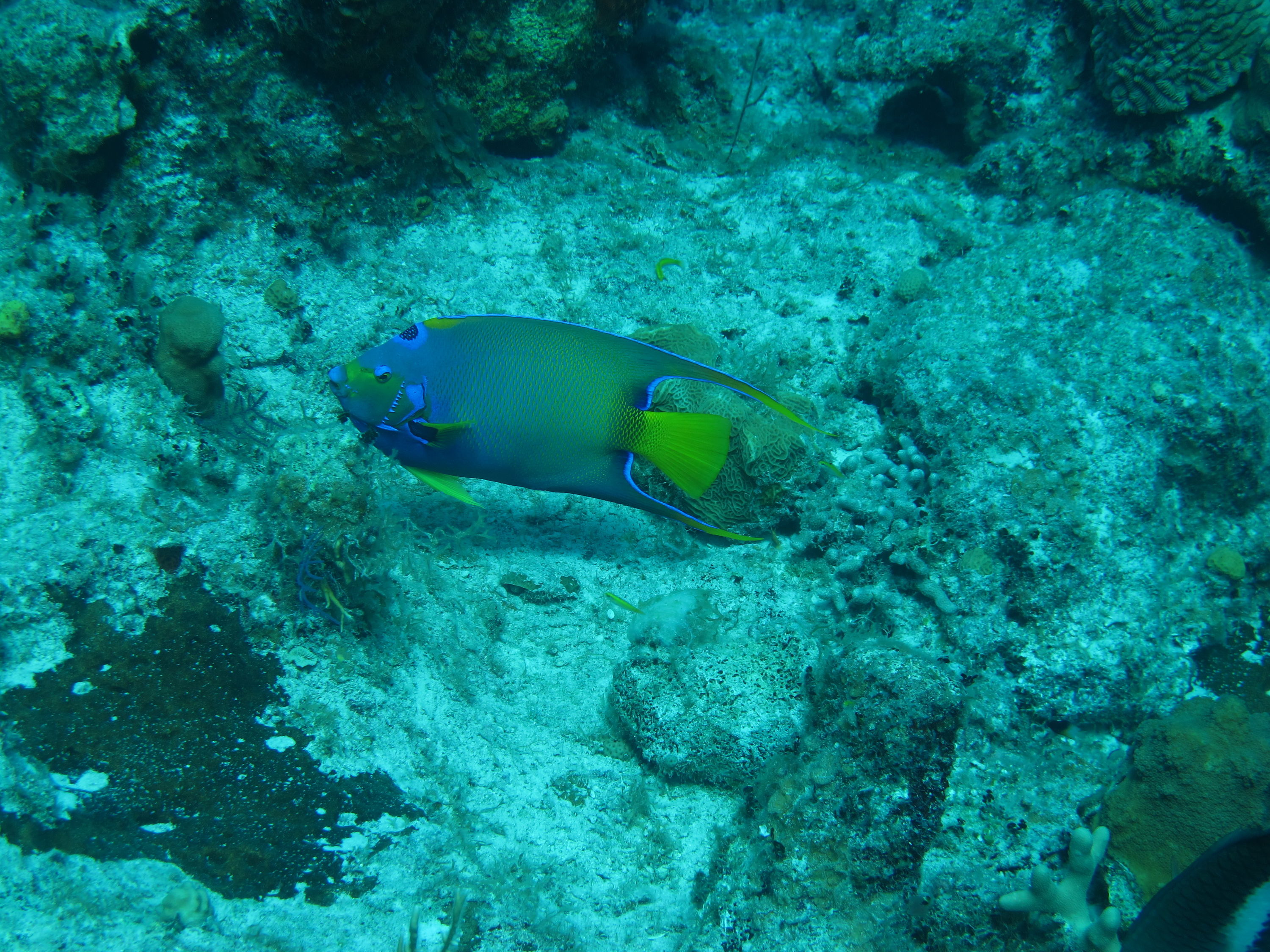 Queen angelfish