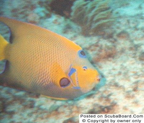 Queen Angelfish