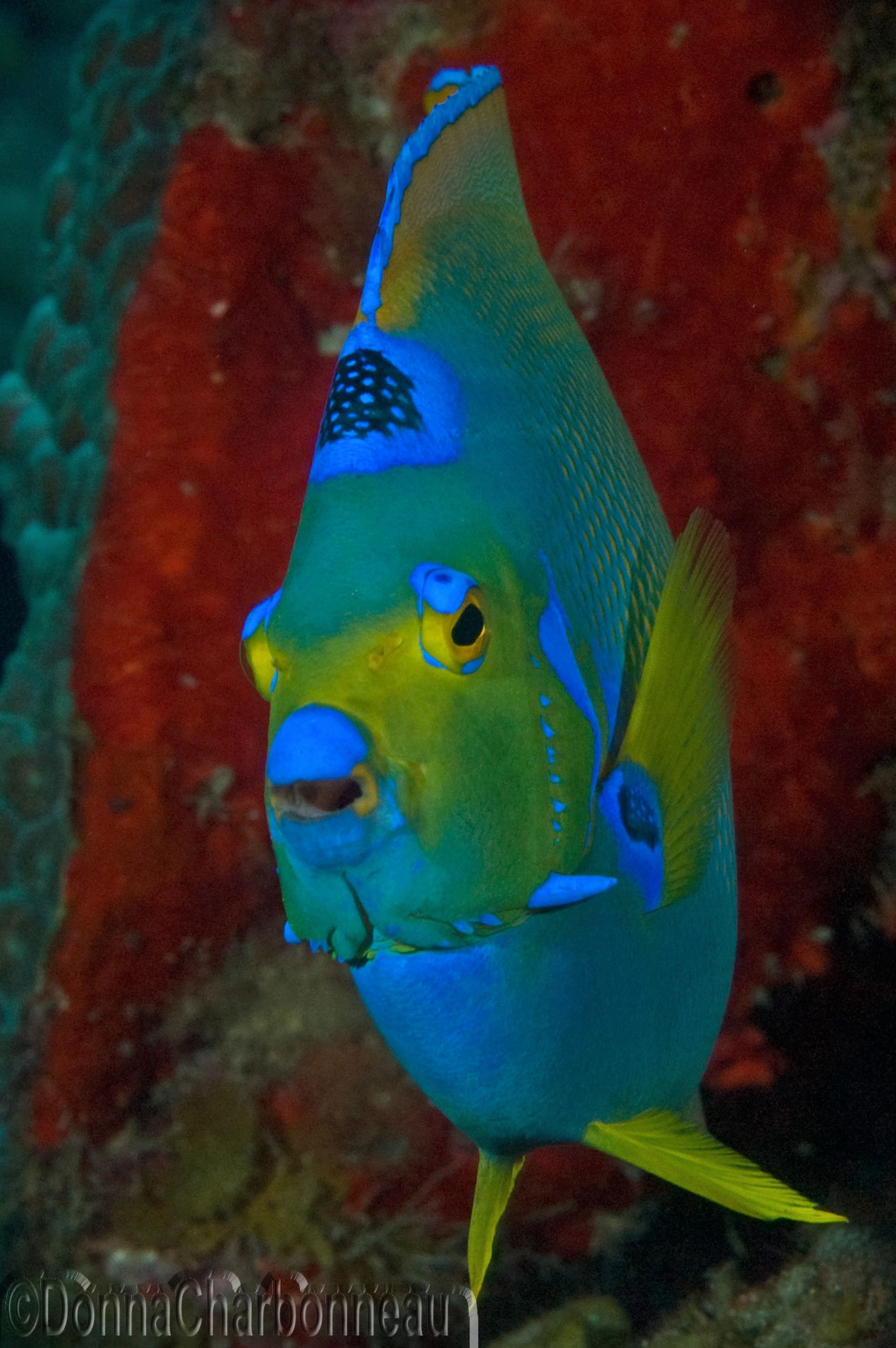 Queen Angelfish