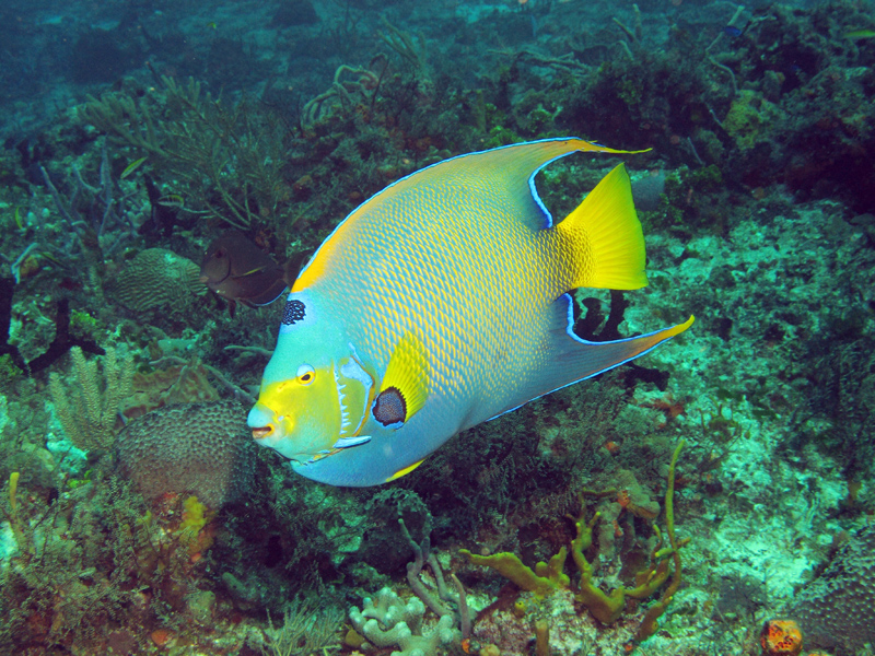 Queen Angelfish