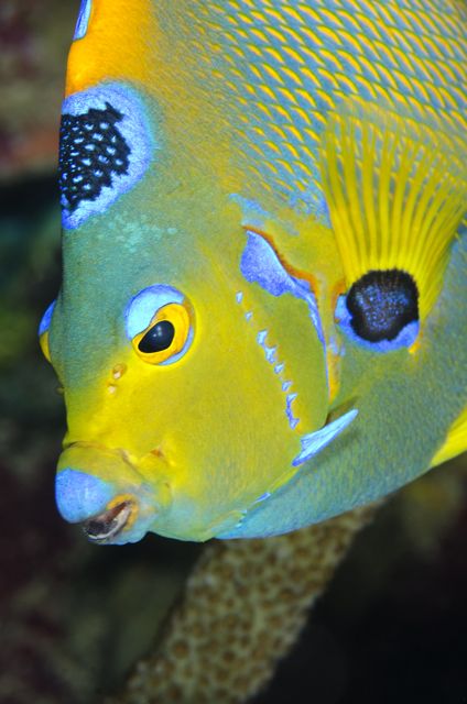 Queen Angelfish