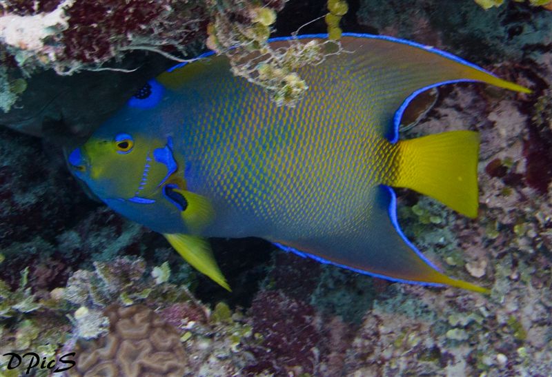 Queen Angelfish