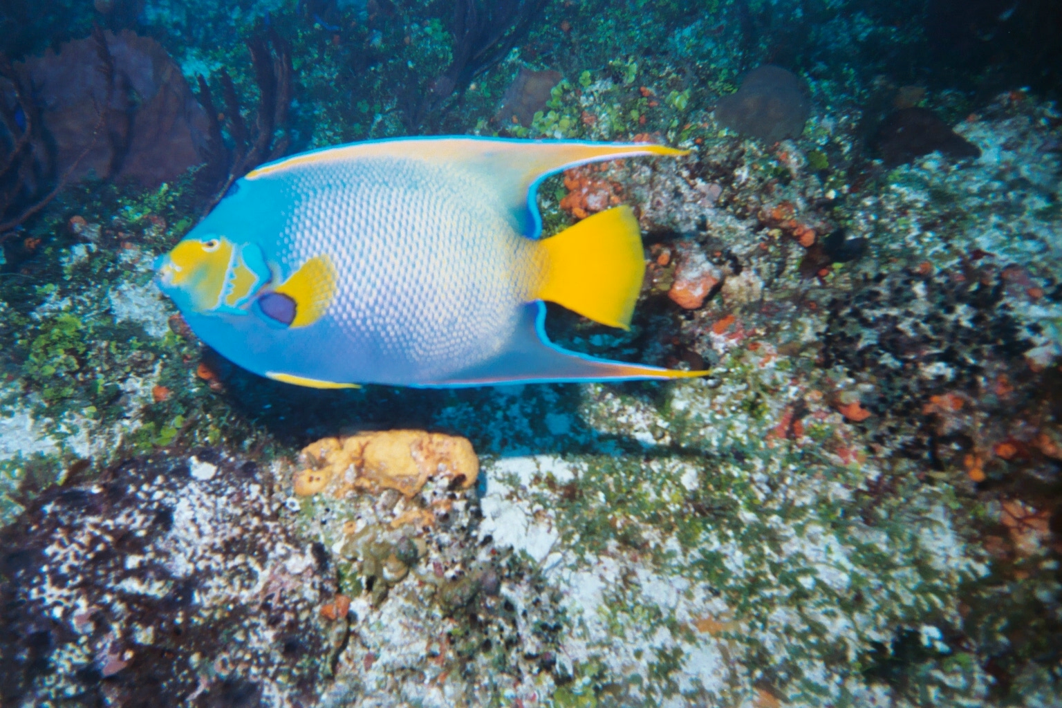 queen angelfish