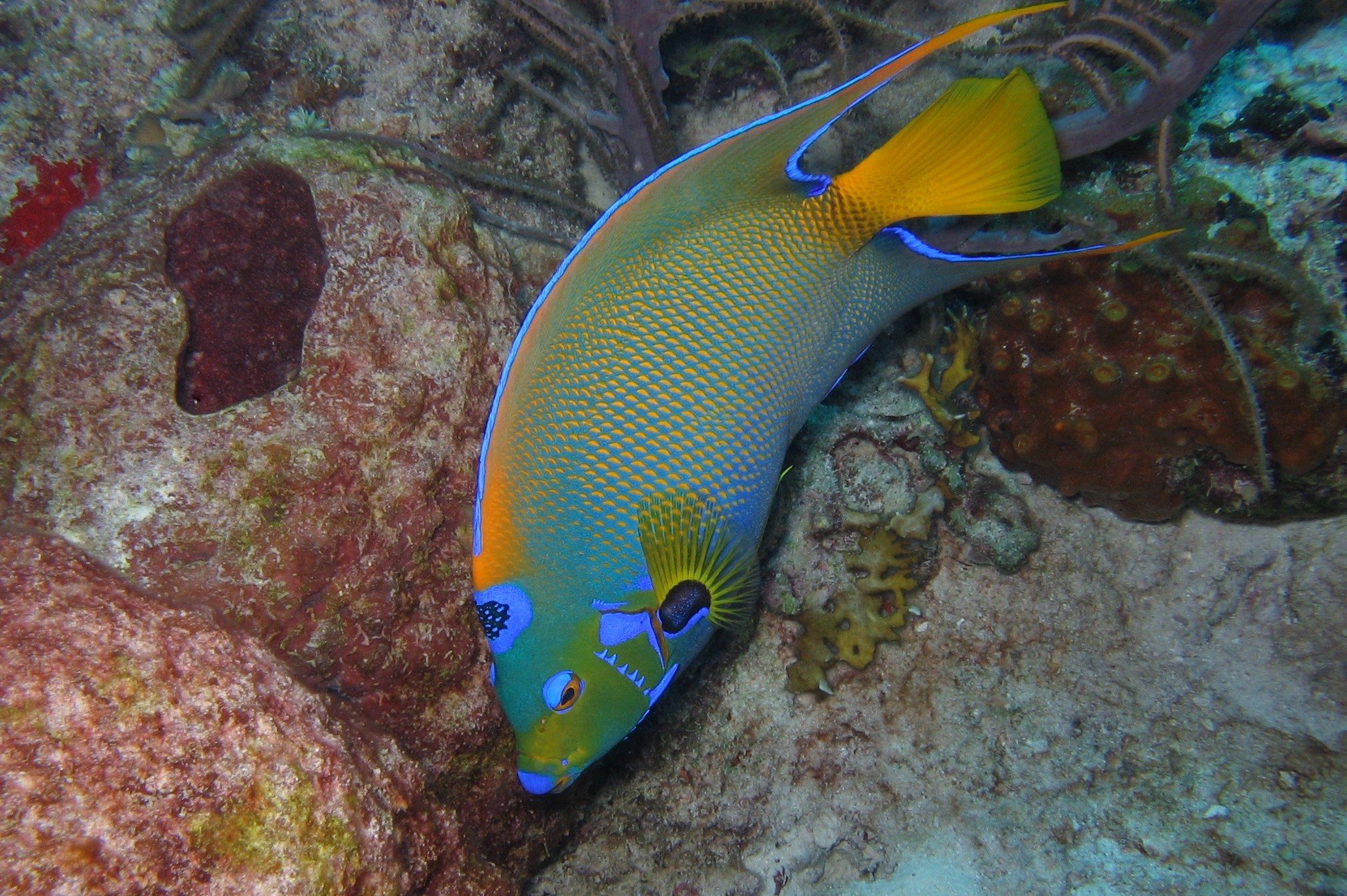 Queen Angelfish