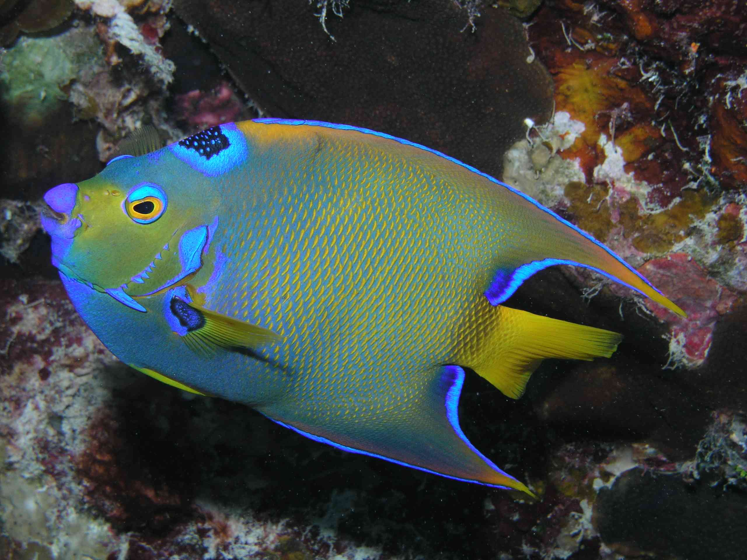 Queen Angelfish