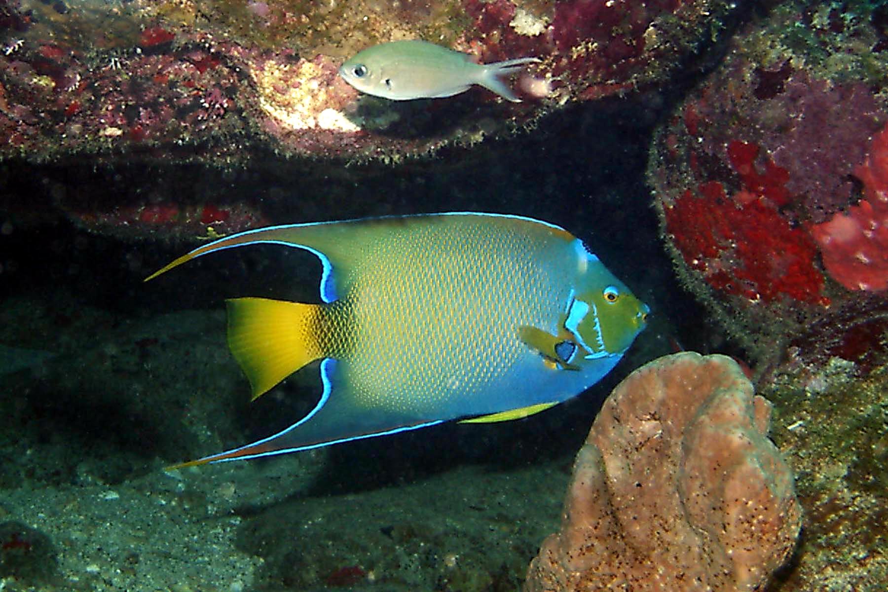 Queen Angelfish