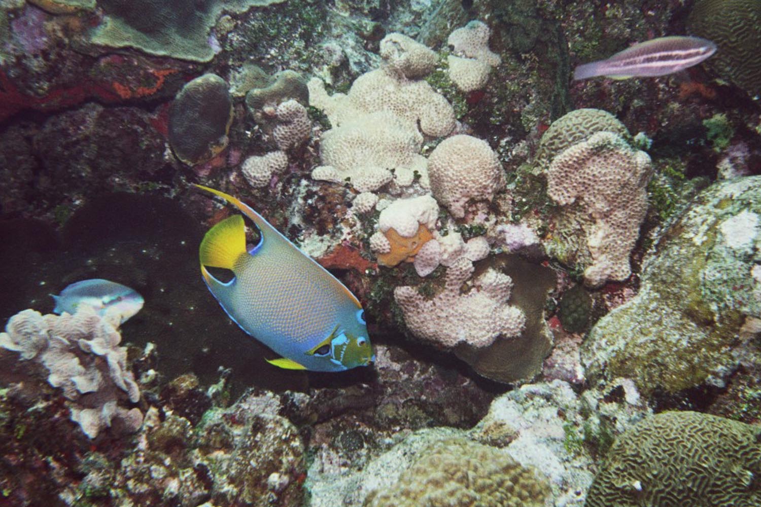 Queen Angelfish