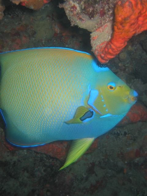 Queen Angelfish