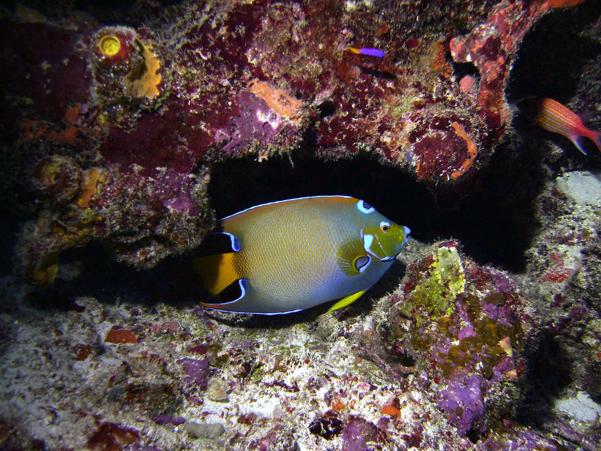 Queen Angelfish