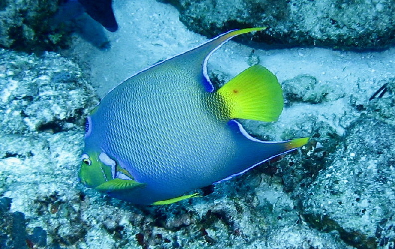 Queen Angelfish