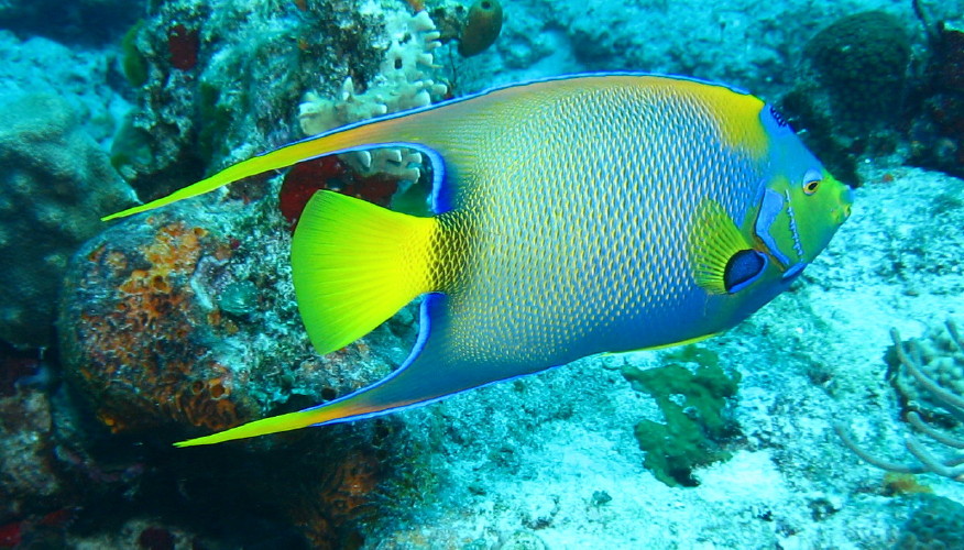 Queen Angelfish