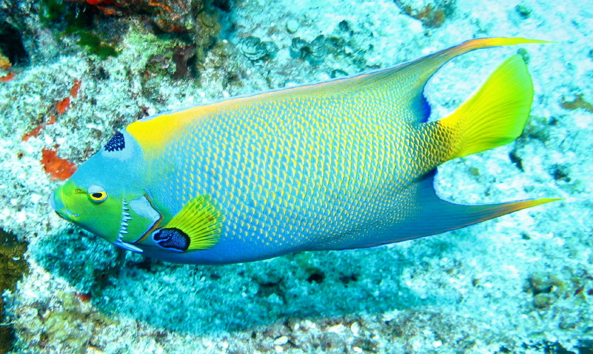 Queen Angelfish