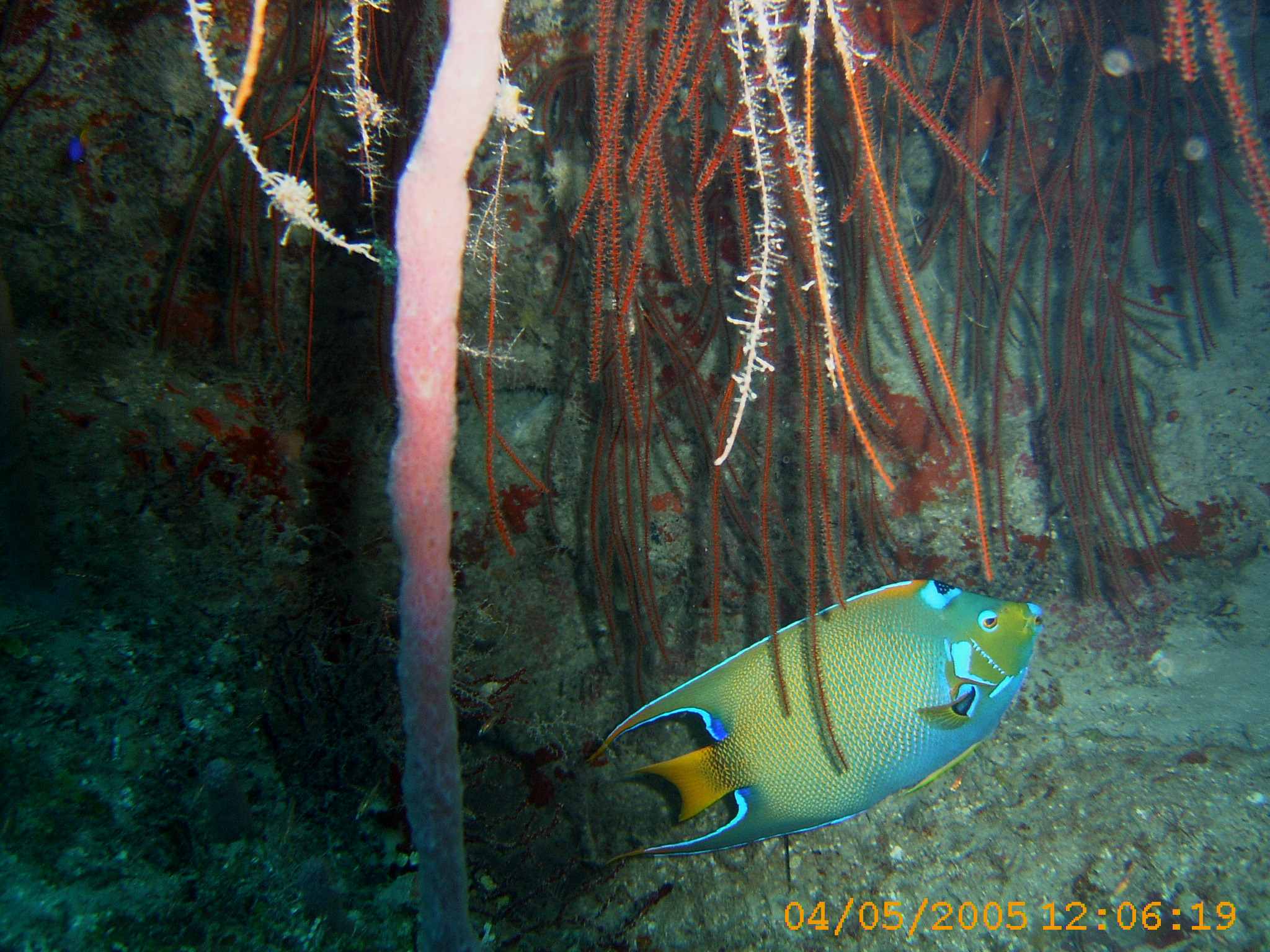 queen anne angelfish