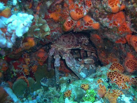 Queen Crab