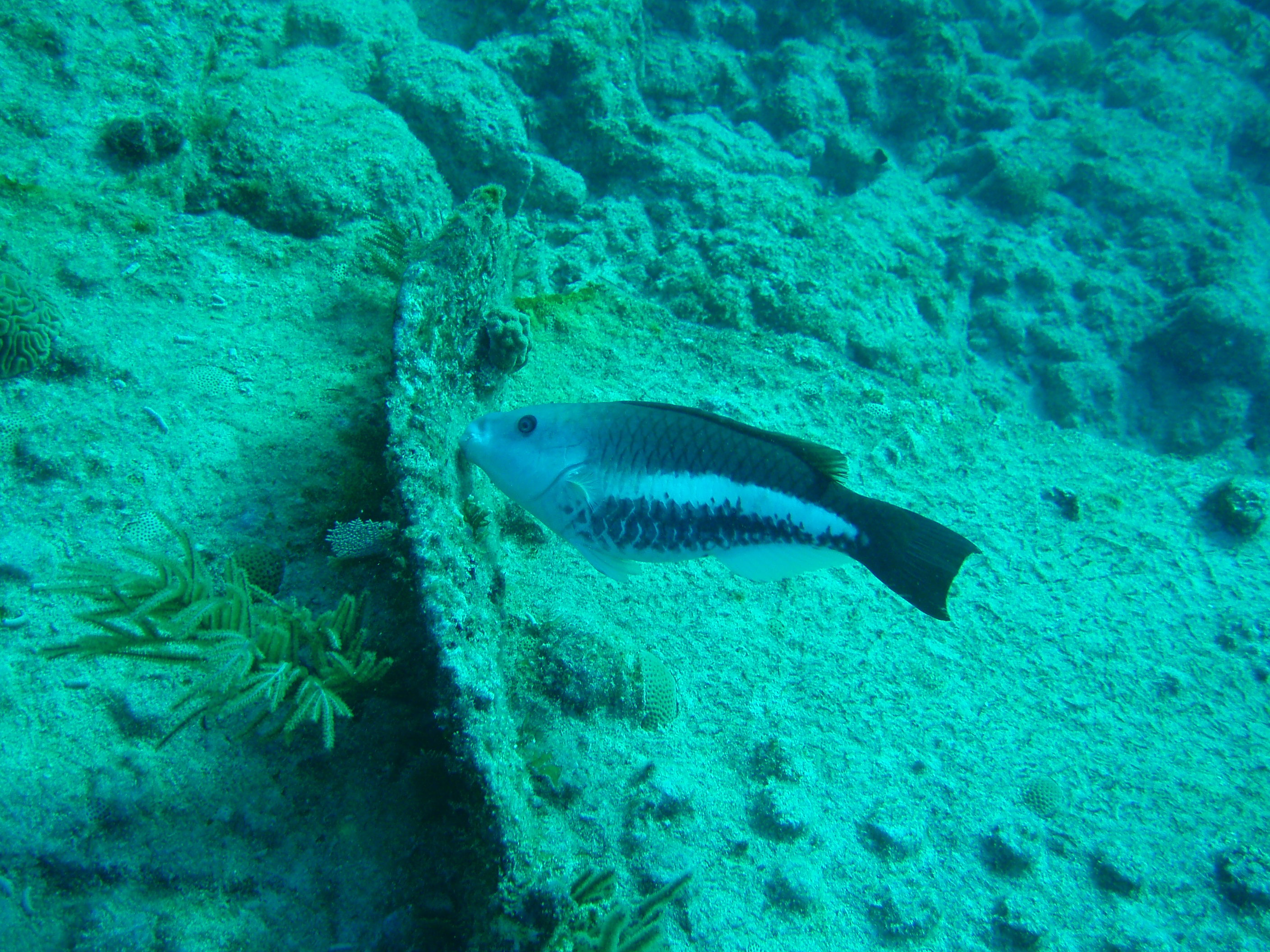 queen parrotfish initial phase