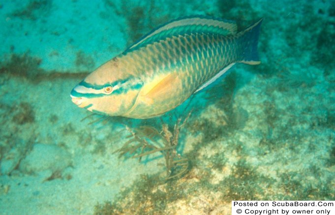 Queen Parrotfish