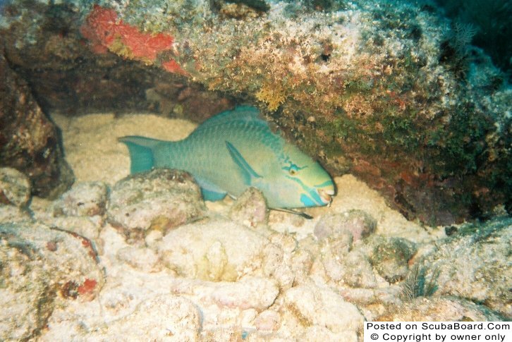 Queen Parrotfish