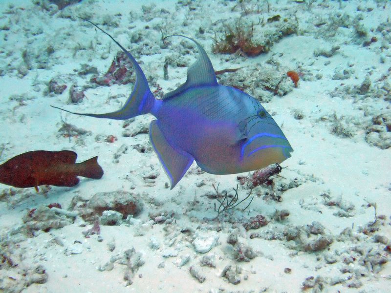 Queen Trigger Fish