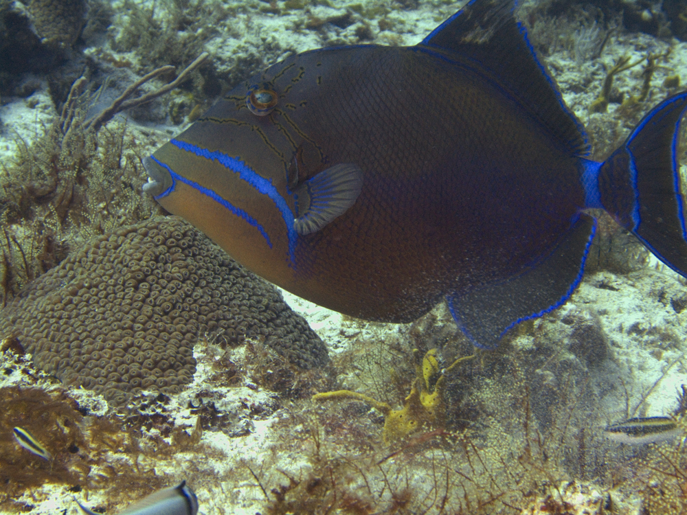 Queen Trigger Fish