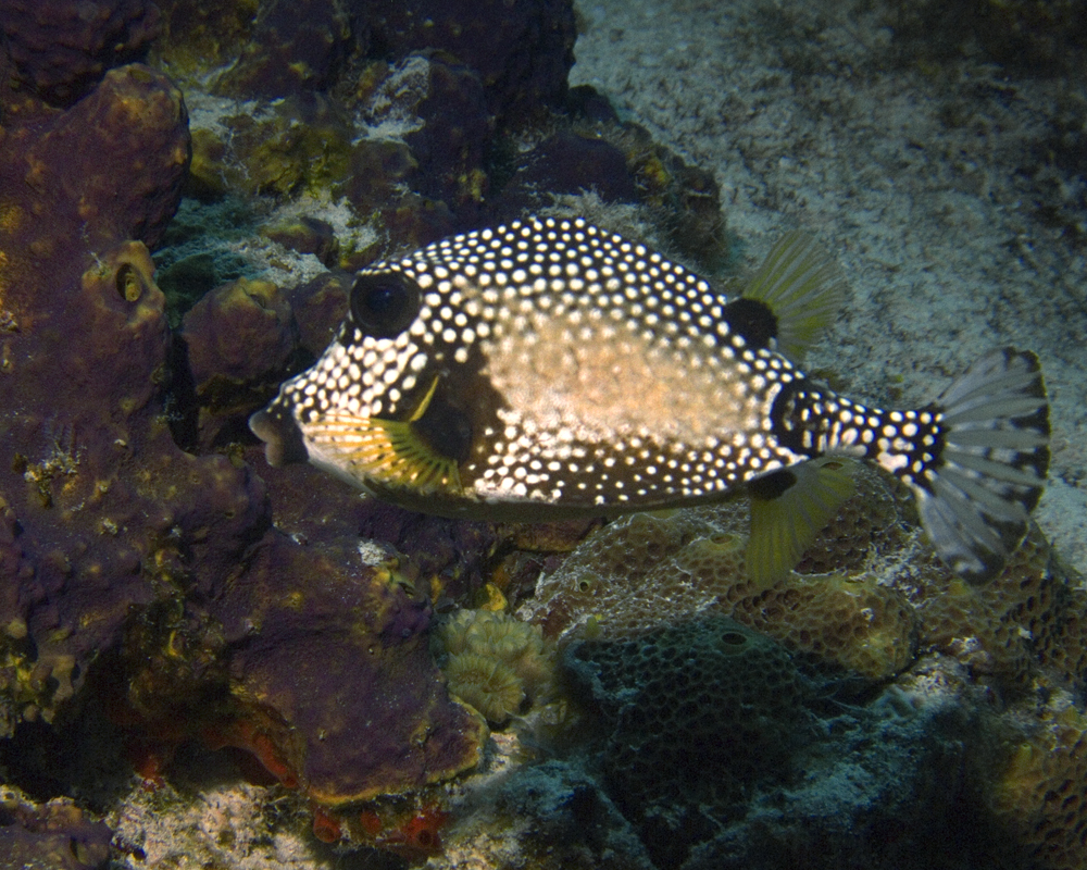 Queen Trigger Fish