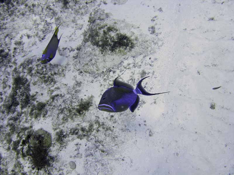 Queen Triggerfish - Cedral Pass - 02-23-09