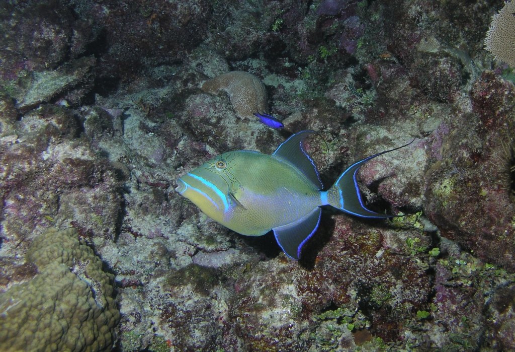 Queen Triggerfish