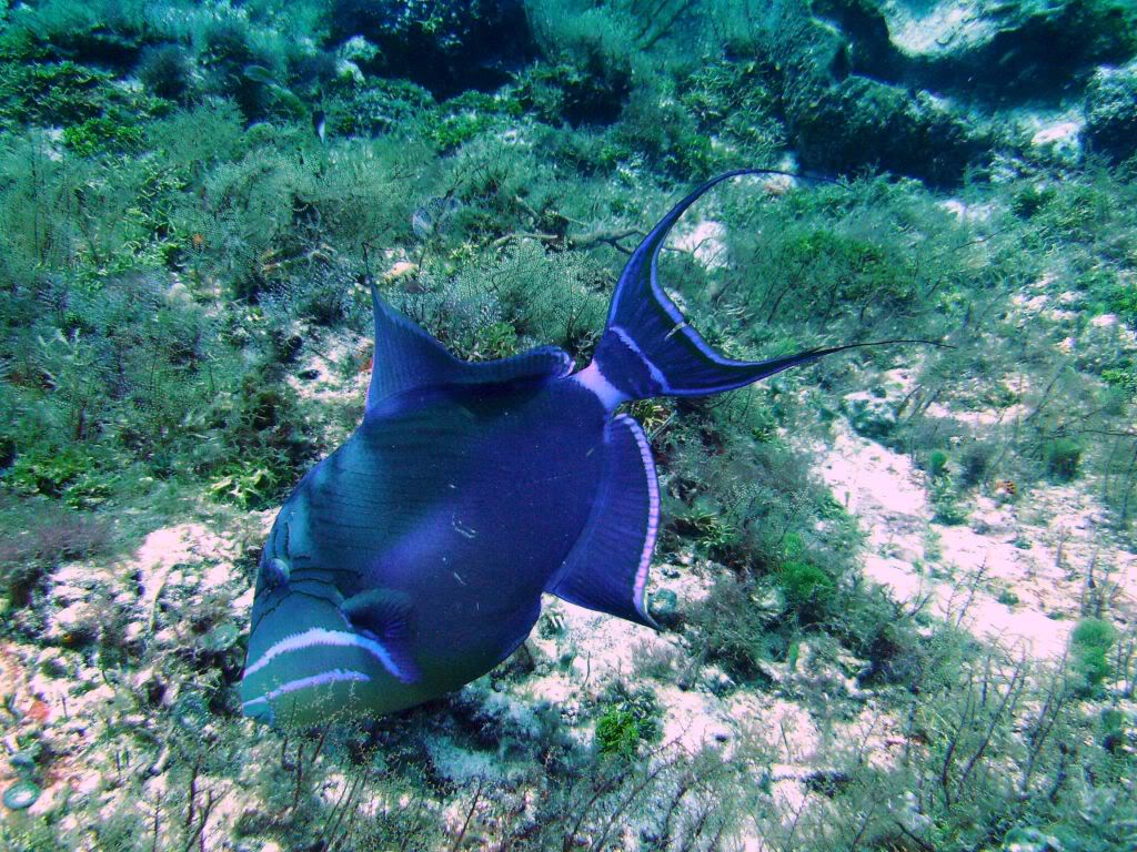 Queen Triggerfish