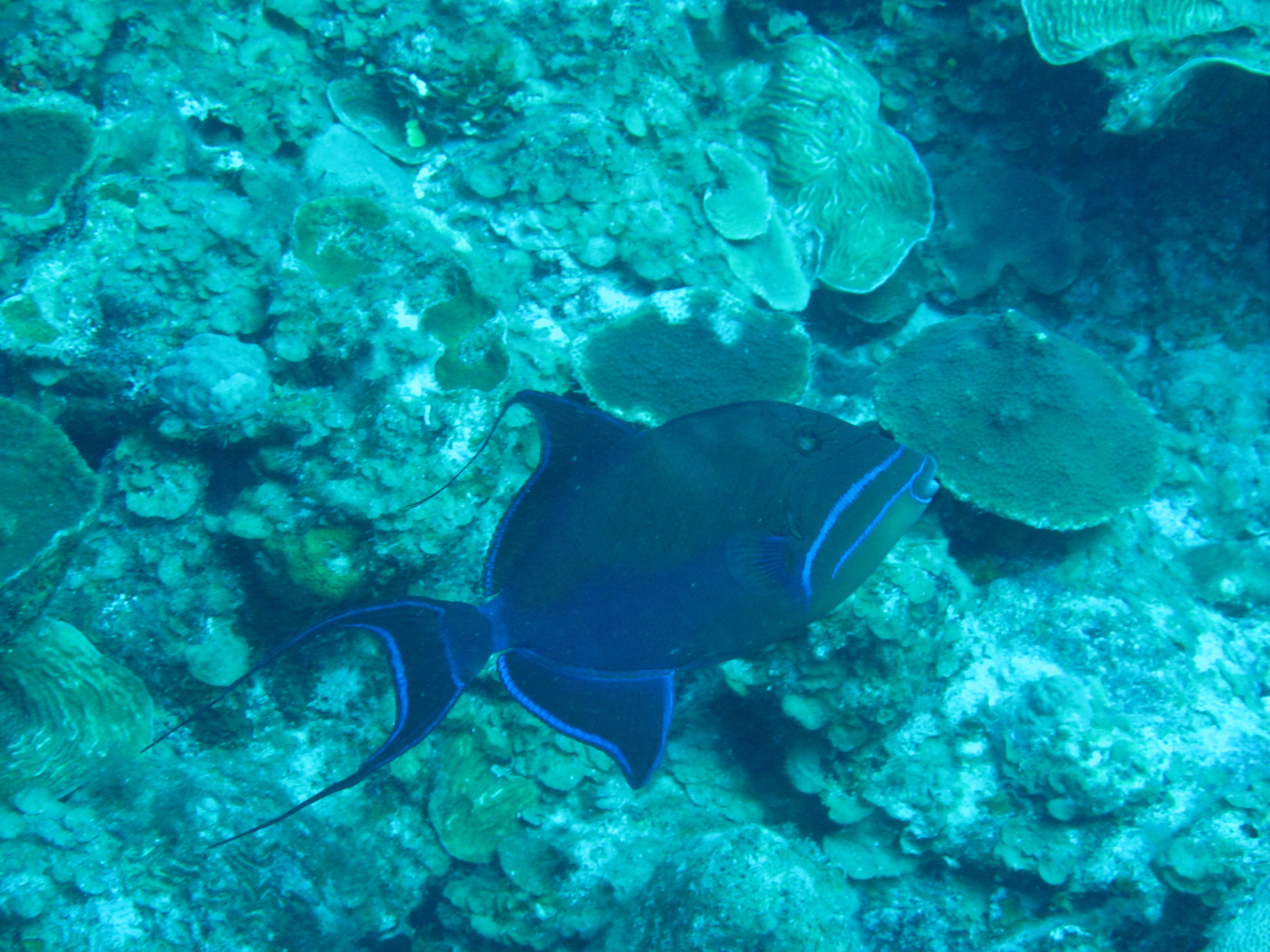 Queen Triggerfish