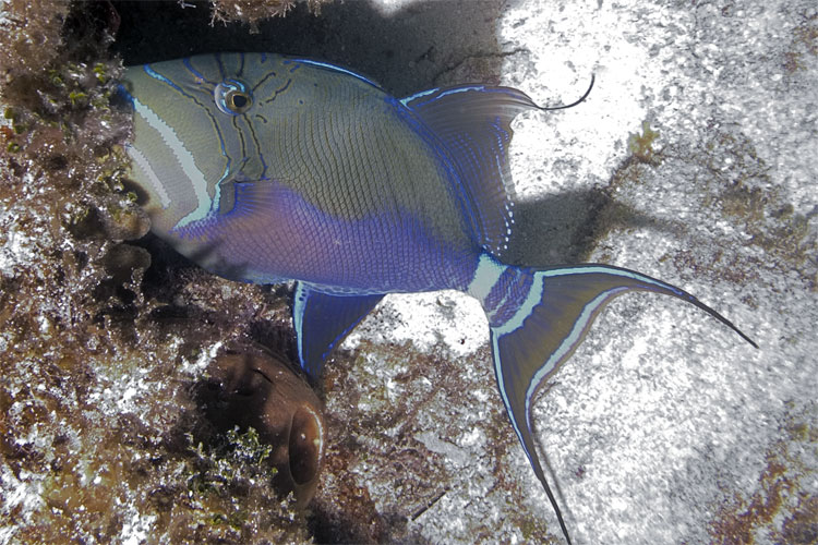 Queen Triggerfish