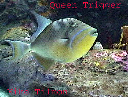 Queen Triggerfish