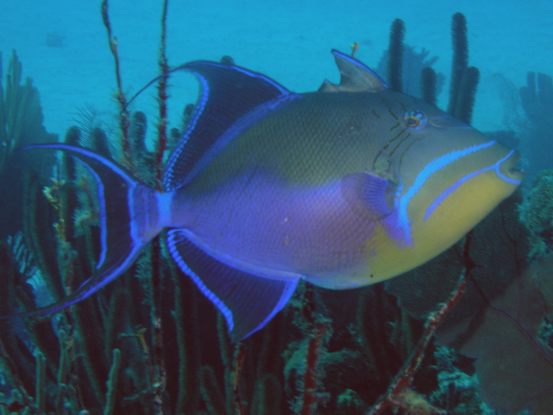 Queen Triggerfish