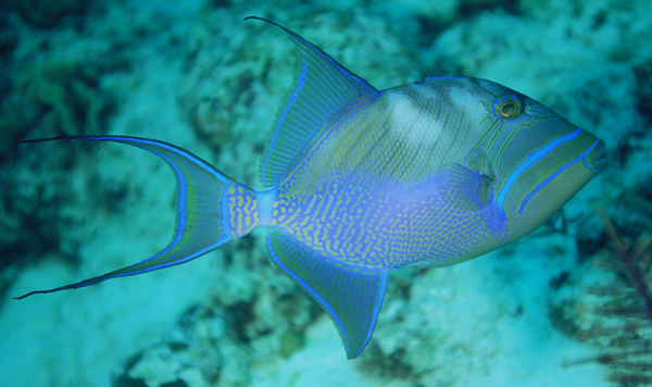 Queen Triggerfish